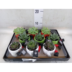 Arr.   Kamerplant Groen L%