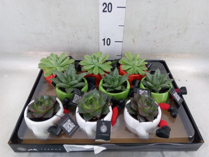 <h4>Arr.   Kamerplant Groen L%</h4>