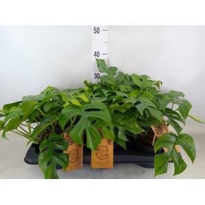 Monstera   ...
