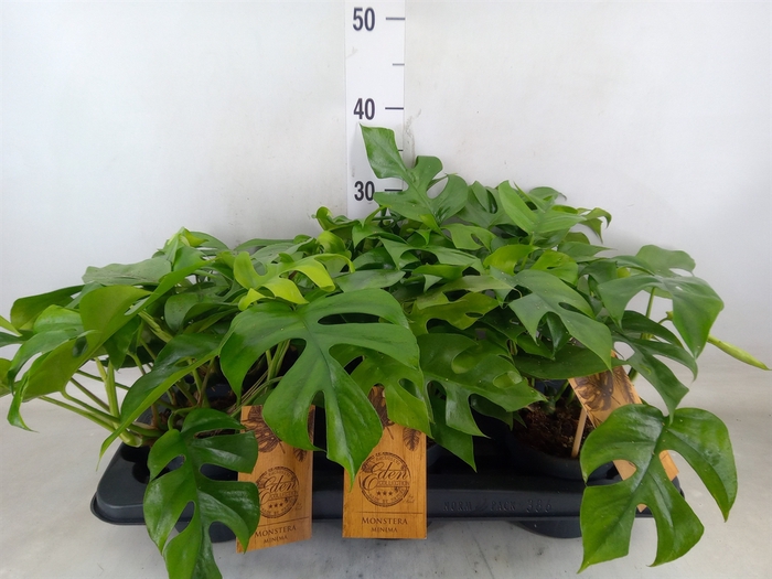 <h4>Monstera   ...</h4>