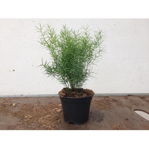 ASPARAGUS DENSIFLORUS p12