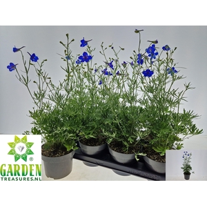 DELP GRANDIFLORUM