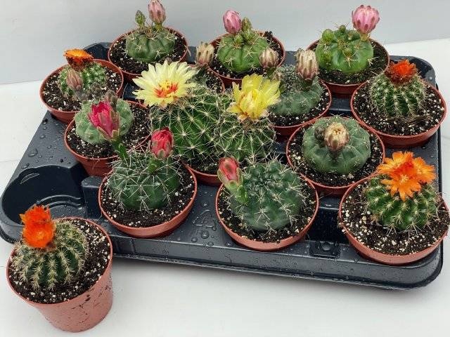 <h4>CACTUS BLOEIEND GEM</h4>