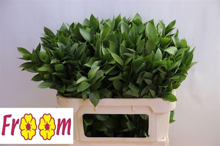 <h4>RUSCUS HYPOPHYLLUM</h4>