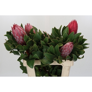 Protea Cyn. Claire
