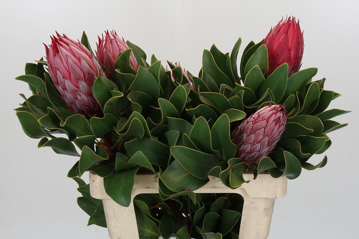 <h4>Protea Cyn. Claire</h4>