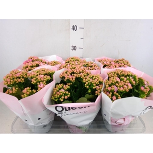 Kalanchoe  'MoreFlow Lillian'