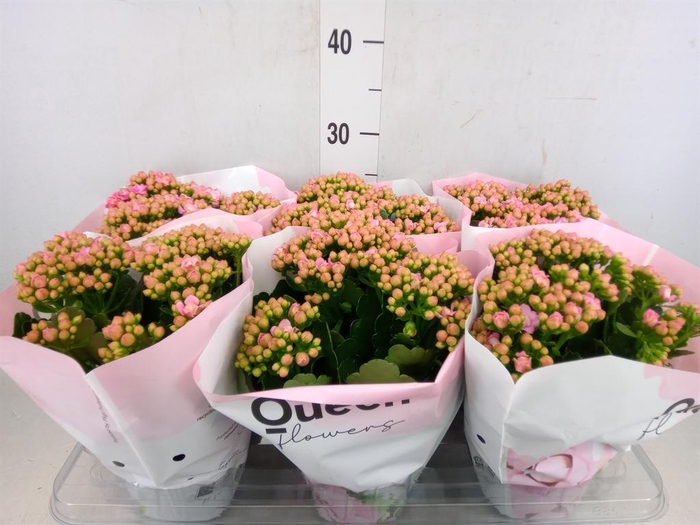 <h4>Kalanchoe  'MoreFlow Lillian'</h4>