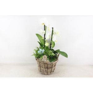 arr2 PL - Kubu mand Phal. 968/2