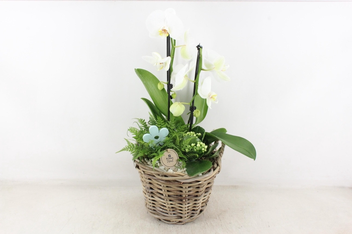 <h4>arr2 PL - Kubu mand Phal. 968/2</h4>