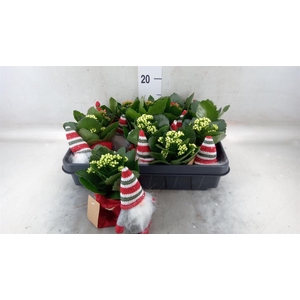 Kalanchoe blos. 'RosDon Collection'