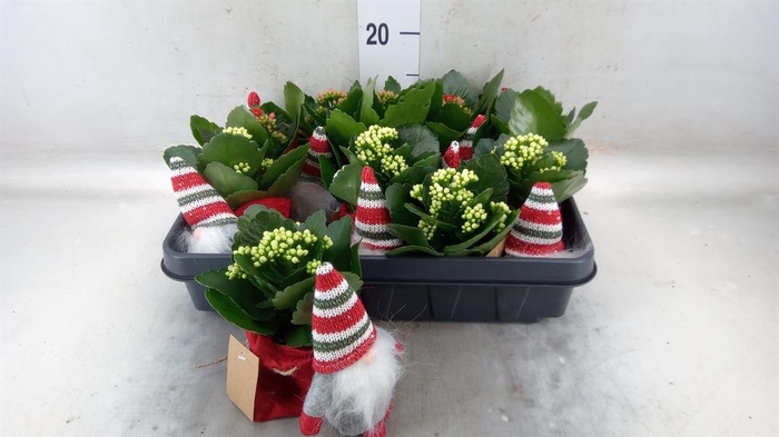 <h4>Kalanchoe blos. 'RosDon Collection'</h4>