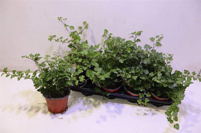 <h4>Hed He Wonder</h4>