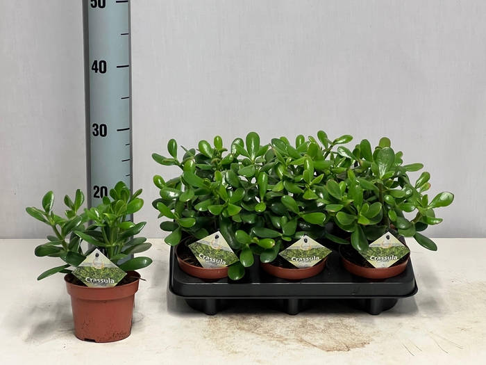 <h4>CRASS OVATA</h4>