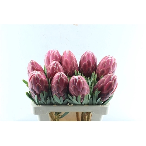 Protea Venus