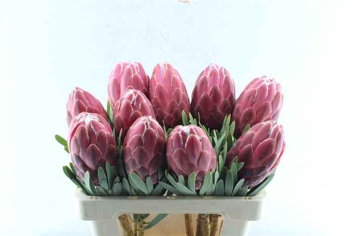 <h4>Protea Venus</h4>