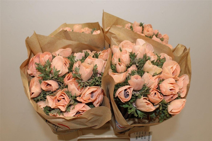 <h4>Anem Marianne Powder Orange</h4>