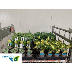 arr8 Host Ov Mixk 1 Kleur Per Tray