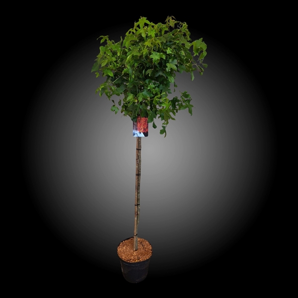 <h4>Liquidambar styraciflua 'Gumball' 120</h4>