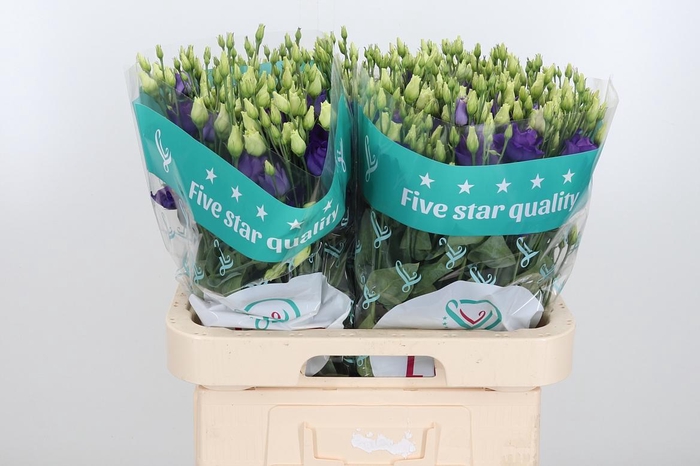 <h4>Eust G Rosita Blue</h4>