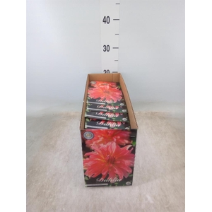 Dahlia   ...flowerbulbs