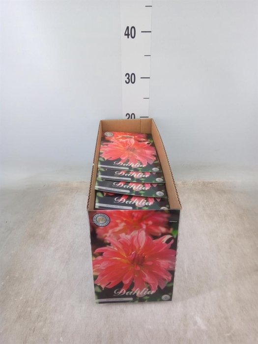 <h4>Dahlia   ...flowerbulbs</h4>