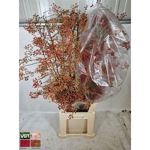 Rosa Corallo Orange Red