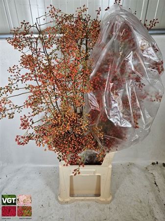 <h4>Rosa Corallo Orange Red</h4>
