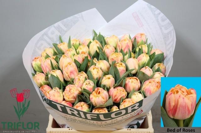 <h4>TU DU BED OF ROSES</h4>