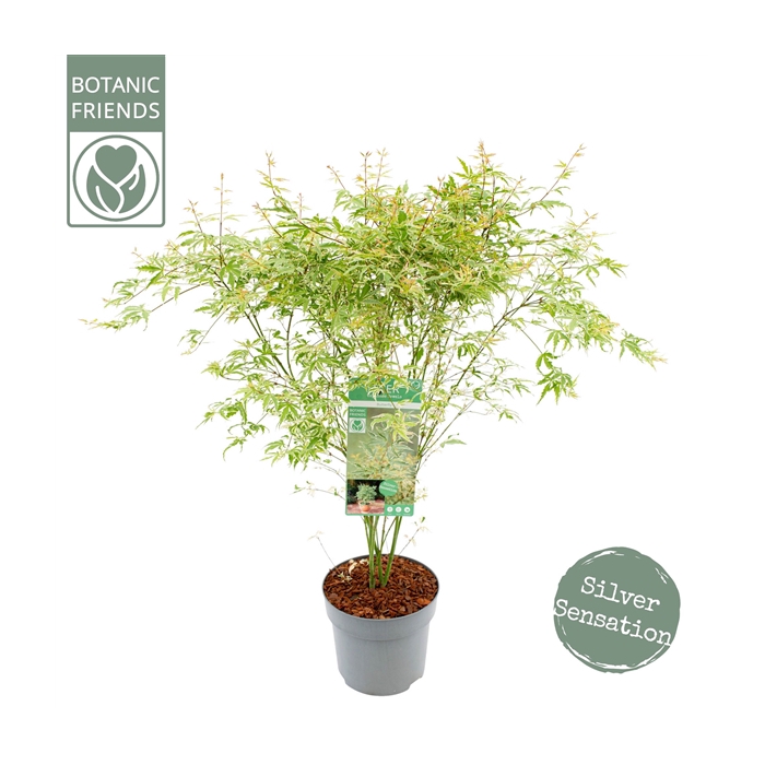 <h4>Acer palm. 'Butterfly'</h4>