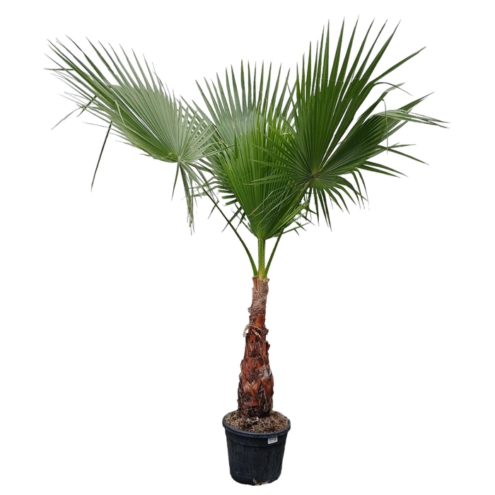 <h4>Washingtonia filifera</h4>