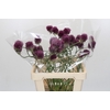 Allium Dancing Tancho