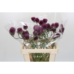 Allium Dancing Tancho