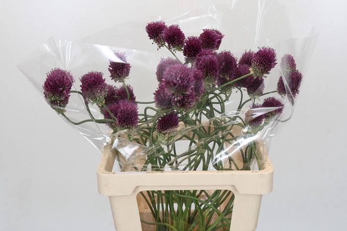 <h4>Allium Dancing Tancho</h4>
