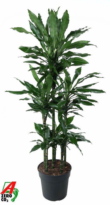<h4>Dracaena Janet Lind 90-carrousel</h4>