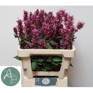 AGASTACHE OV