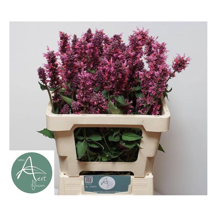 <h4>AGASTACHE OV</h4>