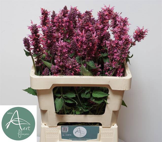 AGASTACHE OV