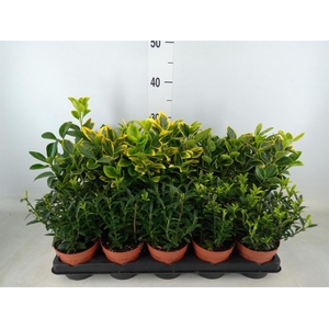 Euonymus japon.   ...mix