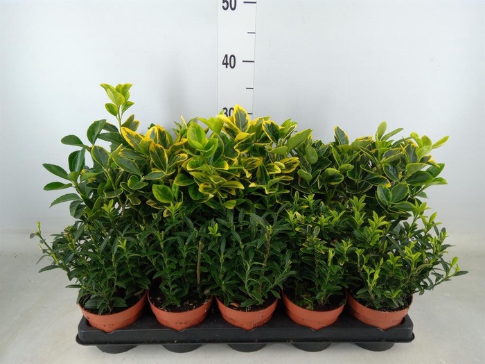 <h4>Euonymus japon.   ...mix</h4>