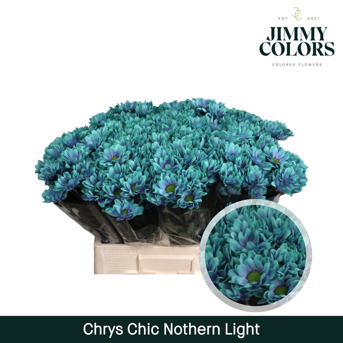 <h4>Chrys tros Chic Nothern light</h4>