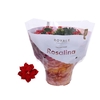 Kalanchoe Rosalina rood Royale rood, beperkt leverbaar