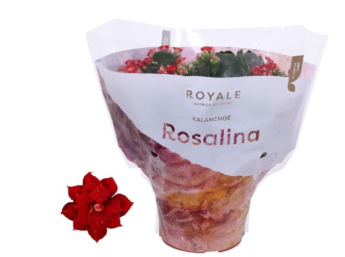 <h4>Kalanchoe Rosalina rood Royale rood, beperkt leverbaar</h4>