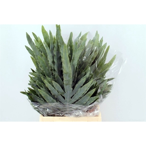 Phlebodium Blue Star Small