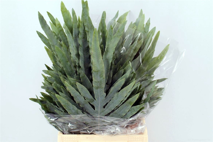 <h4>Phlebodium Blue Star Small</h4>