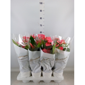 Anthurium andr. 'Pink Champion'