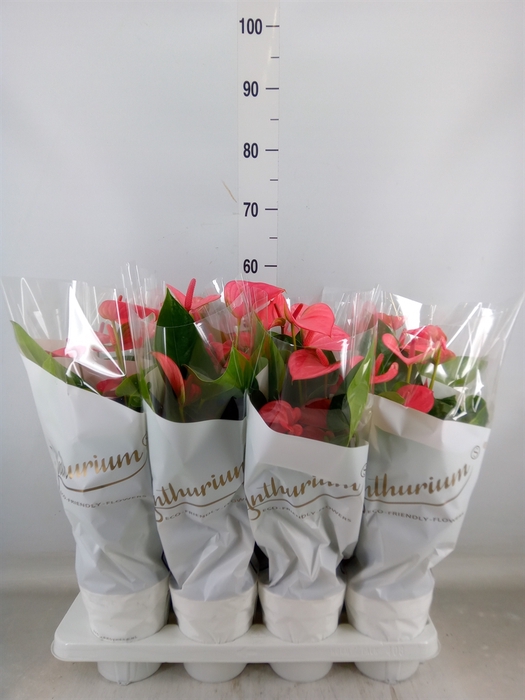 <h4>Anthurium andr. 'Pink Champion'</h4>