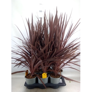 Cordyline austr. 'Red Star'