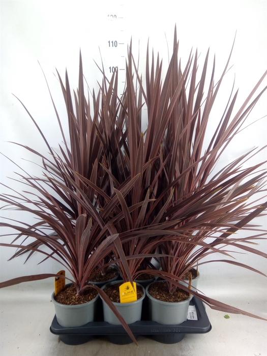 <h4>Cordyline austr. 'Red Star'</h4>