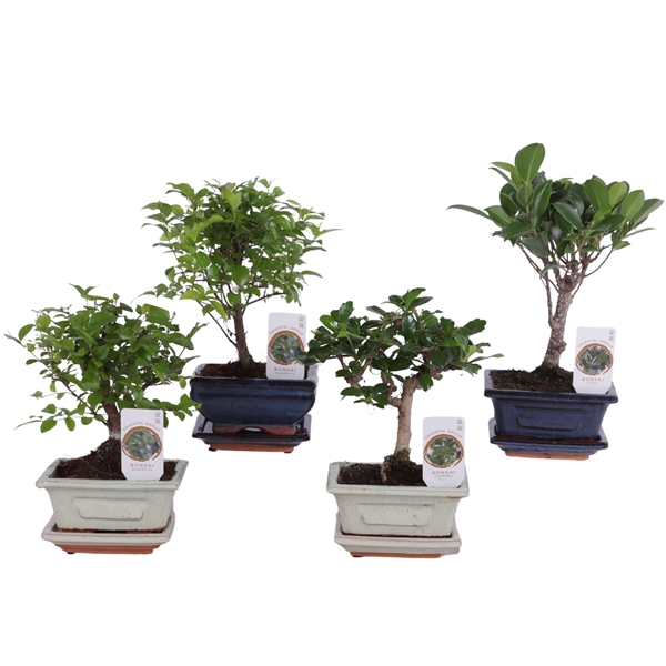 <h4>Bonsai Mixed in ø12cm Ceramic with Saucer</h4>